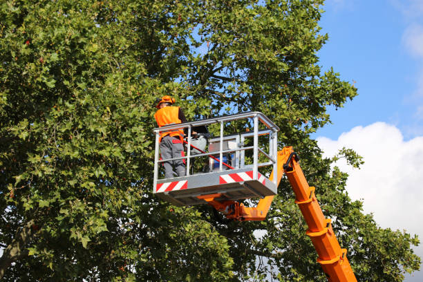 Professional Tree Removal in Alto, TX